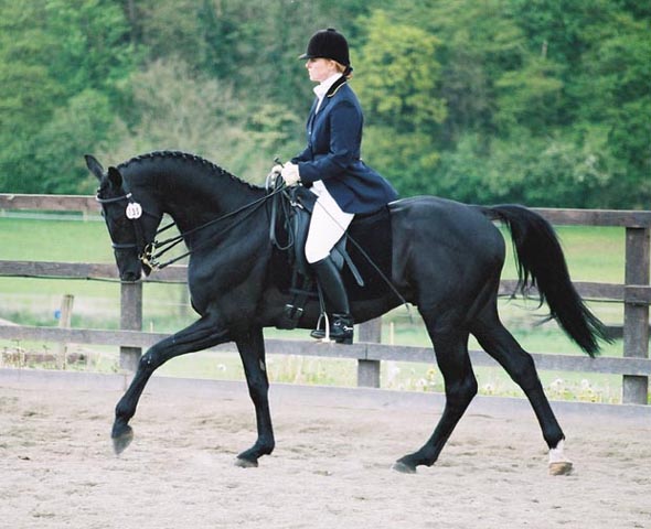 &copy; Holme Trakehners
