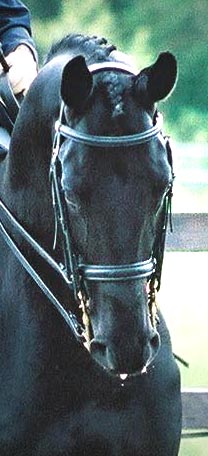 &copy; holme trakehners