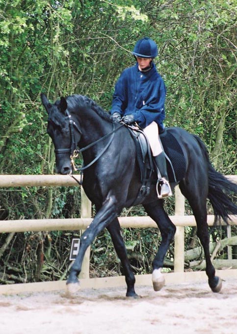 &copy; holme trakehners