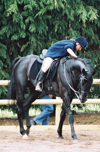 &copy; holme trakehners
