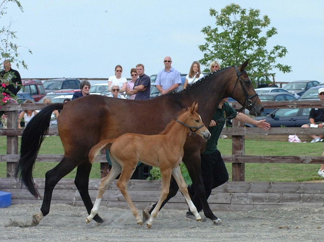 &copy; holme trakehners