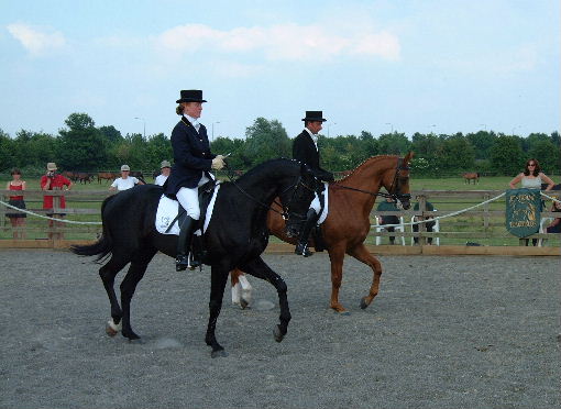 &copy; holme trakehners