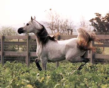 &copy; Kenelm Arabians