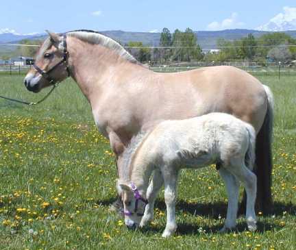 &copy; starfire farm