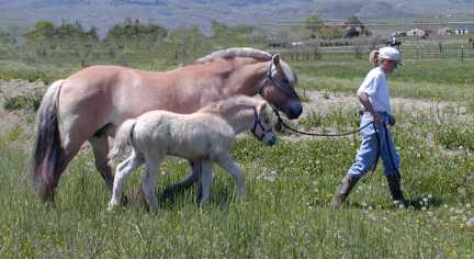 &copy; starfire farm