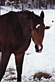 &copy; Rosevale Farm