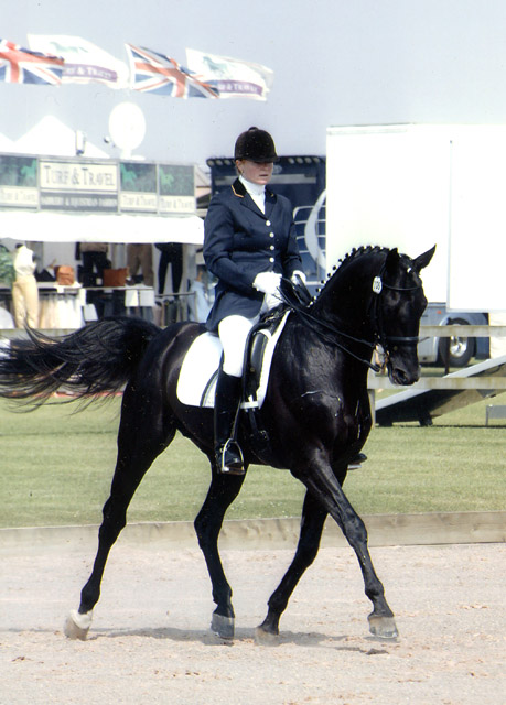 &copy; holme trakehners