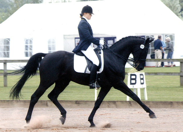 &copy; holme trakehners