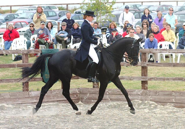 &copy; holme trakehners
