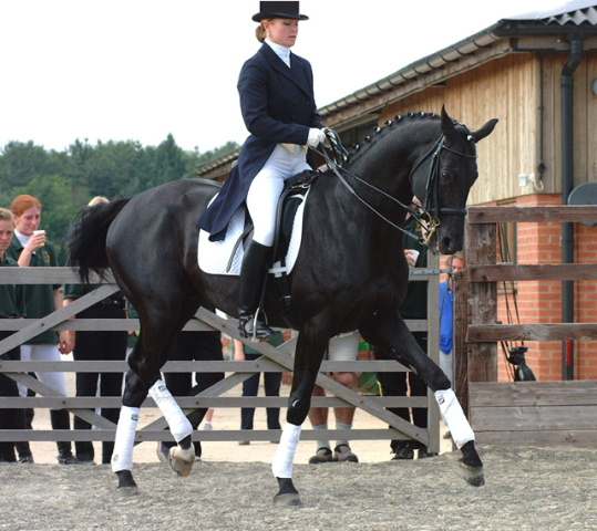 &copy; holme trakehners