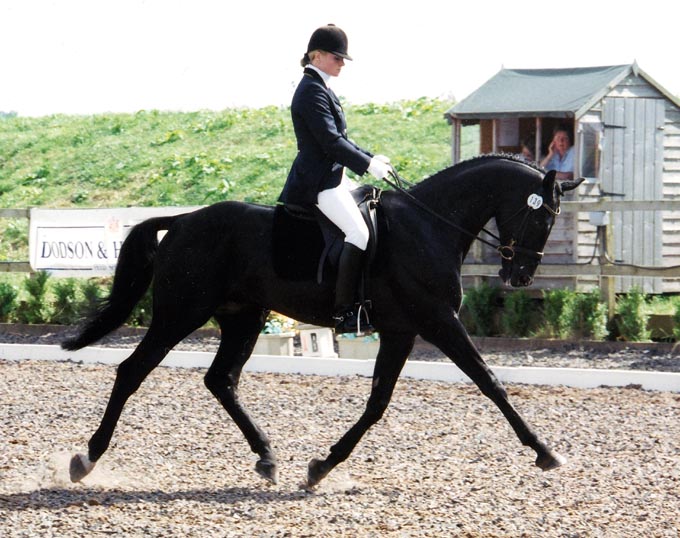 &copy; holme trakehners