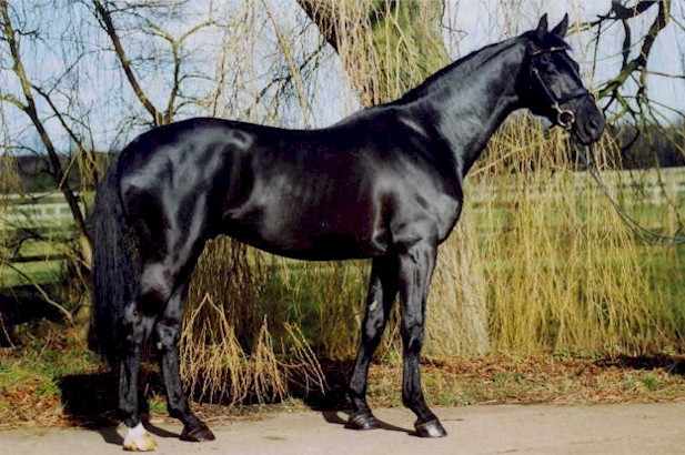 &copy; holme trakehners
