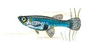 dibujo de gambusia