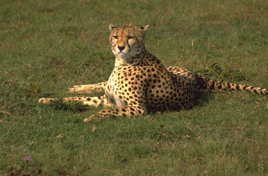 The Cheetah