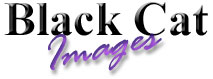 Black Cat Images