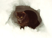 the cat