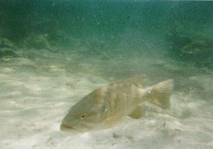 the fish