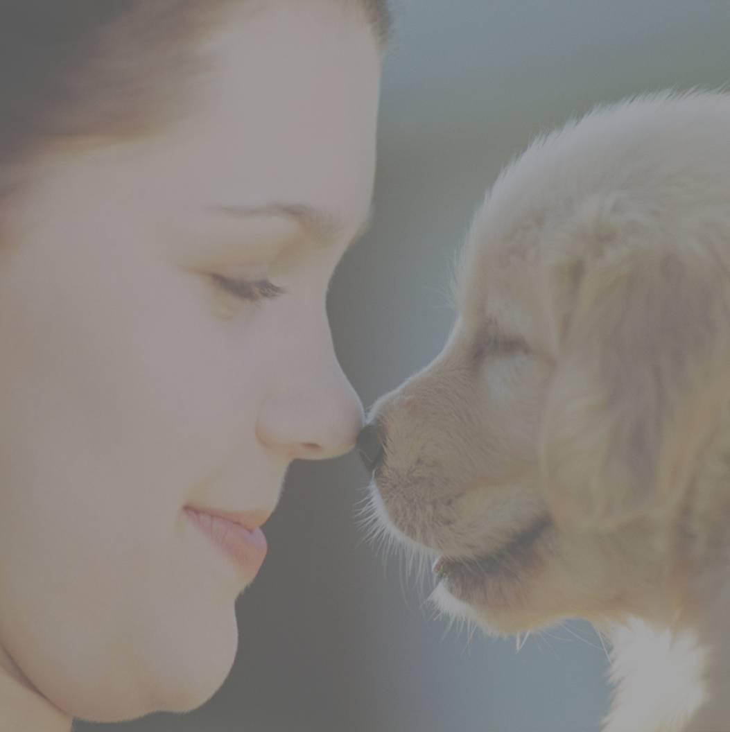 Pet Watchers background