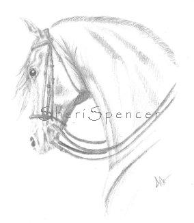 Classical Grace, andalusian, pencil on 8x10