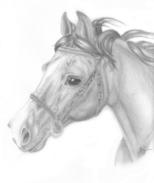 Jonah's Luck, arab X, pencil on 9x12