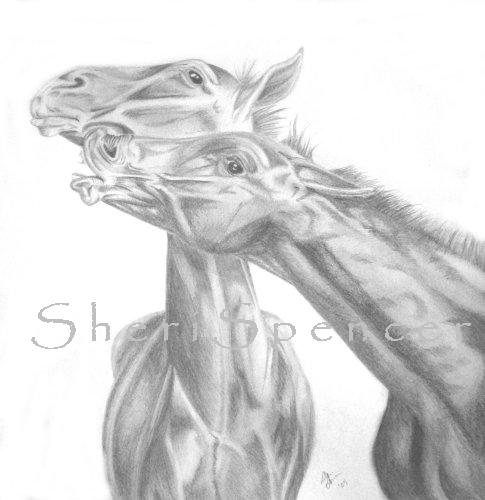 Foals, 14x17, pencil