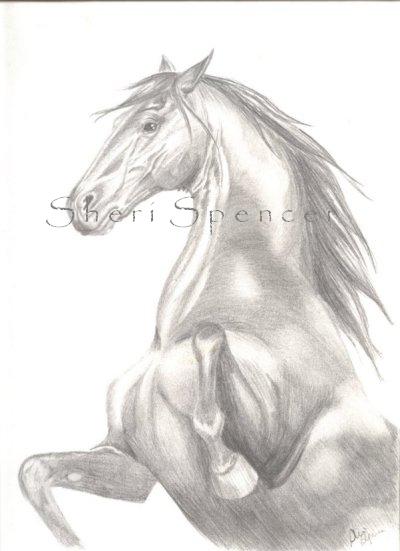 Power and Grace, andalusian, pencil on 9x12