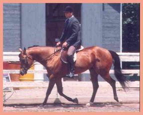 buckhunt.jpg (15385 bytes)