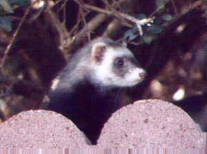 My Ferret Coco