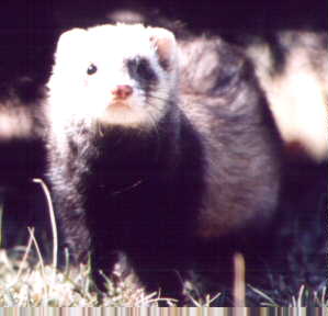 My Ferret Coco