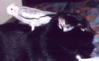 My Kitty Katrina and Nikki