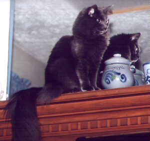 My Kitty Sassy