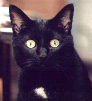 My Kitty Katrina