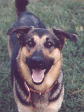My girl, Sheba