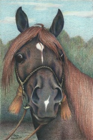 Color Pencil Horses