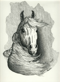 Pen & Ink Horses