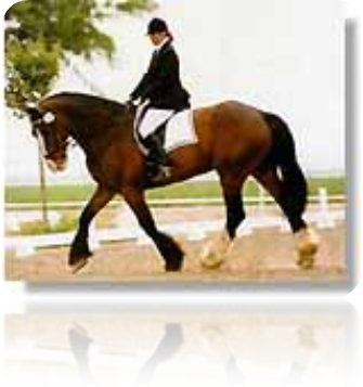 Dressage