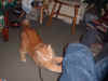 tigs.JPG (109337 bytes)