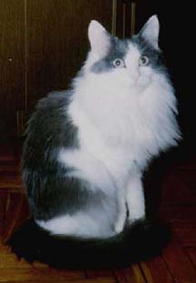 Turkish Angora cat