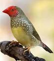 RED HEAD