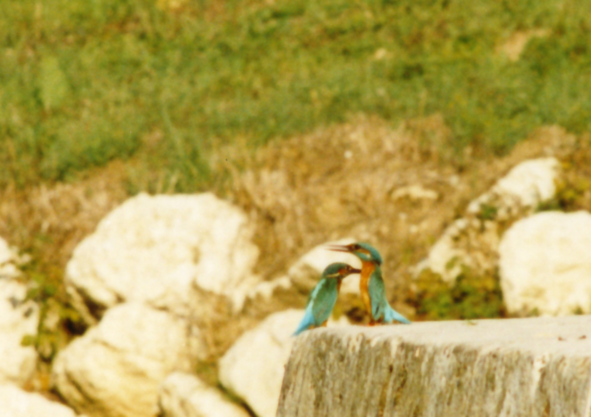 Kingfisher2.JPG (400322 bytes)