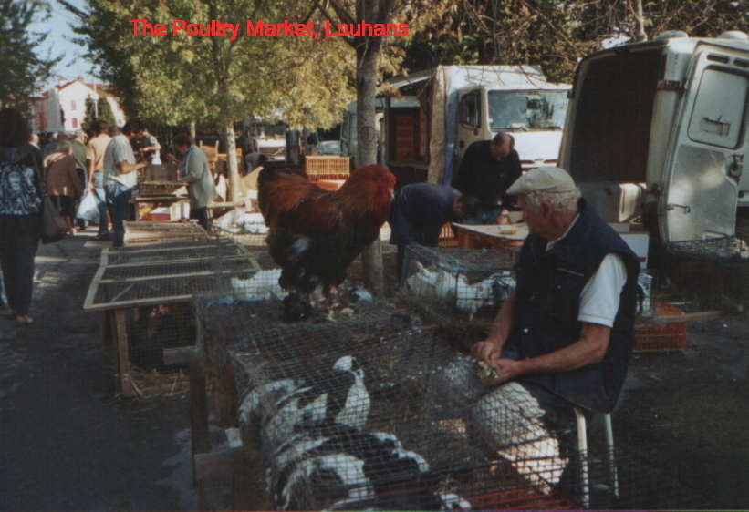 Poultry.JPG (437546 bytes)