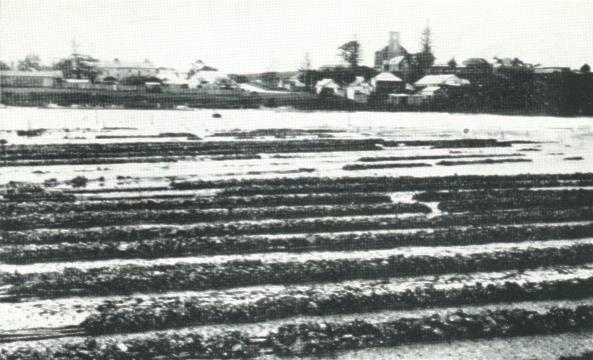 oyster cultivation