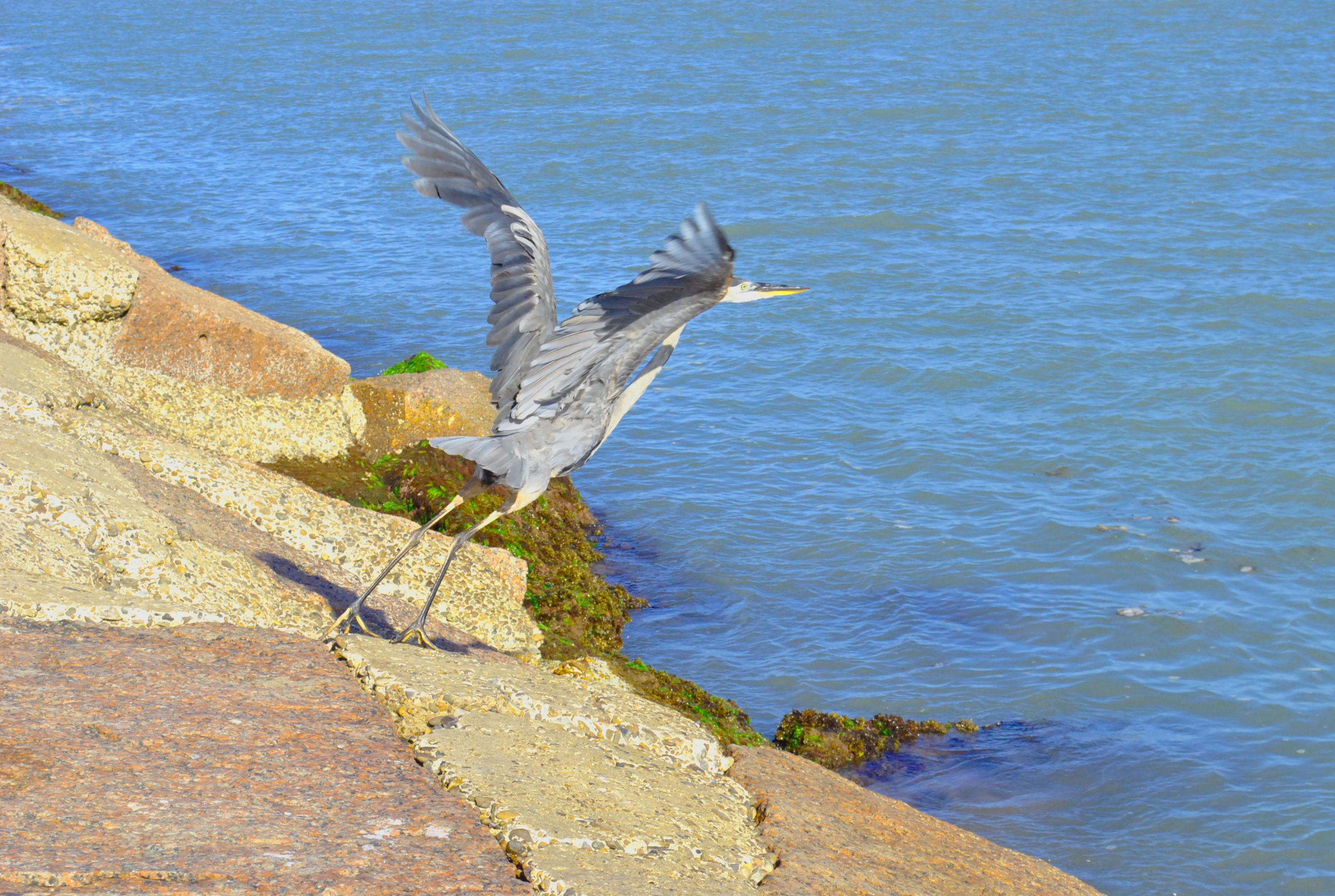 heron
