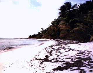 Beach on Coetivy island