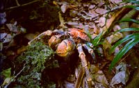 Robber crab
