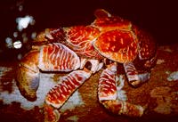Robber crab