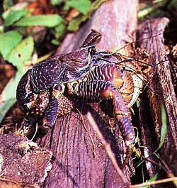 Robber crab