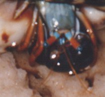 Calcinus laevimanus (Gla�is)