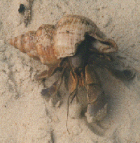 Coenobita brevimanus