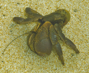 hermit crab